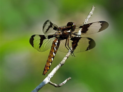 Skimmer Dragonfly A dragonfly rests on a bare twig, its transparent wings held out to the sides like an airplane. Its gold and dark brown colors provide contrast to a green background.