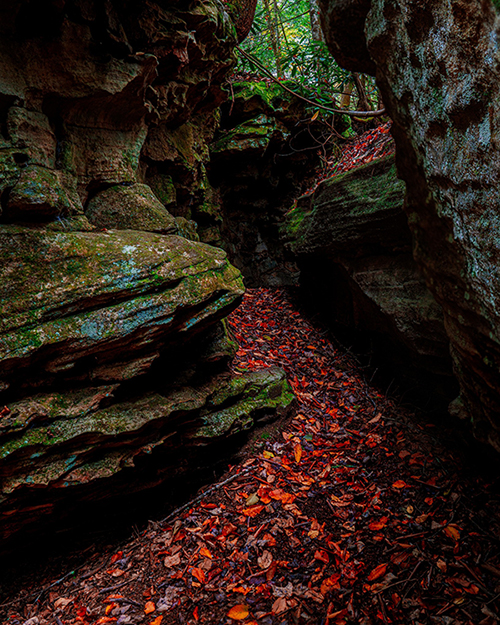 Fall-colored leaves contrasting vividly against a rocky formation they are nestled between.