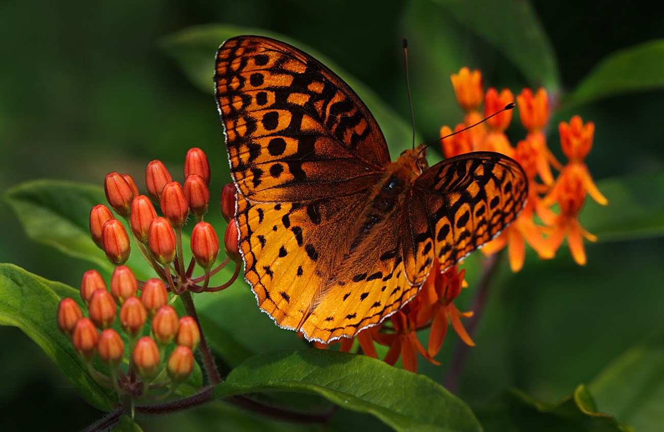 Orange-colored butterfly on orange-colored flower