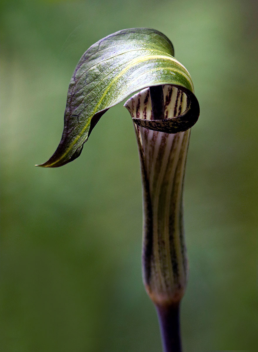 Yaeger_Peggy_---Jack-n-the-Pulpit---Flora-&amp;-Fauna-web