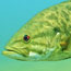 head of a smallmouth bass