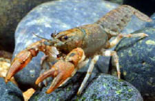 Orange-colored crayfish perched on a rock.