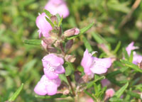 Cumberland Rosemary flowers