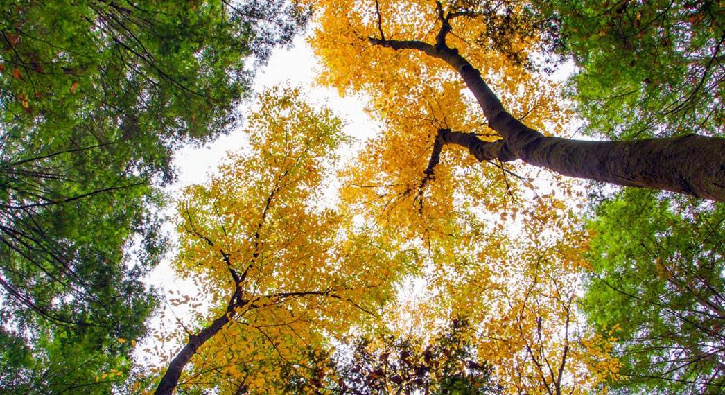 The Canopy in Fall