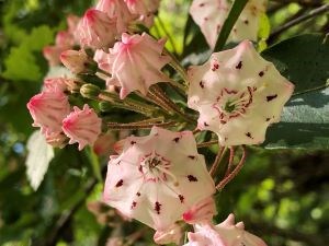 White and pink mountain laurel flowers.
