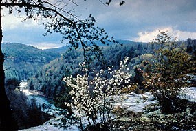 Winter Scene