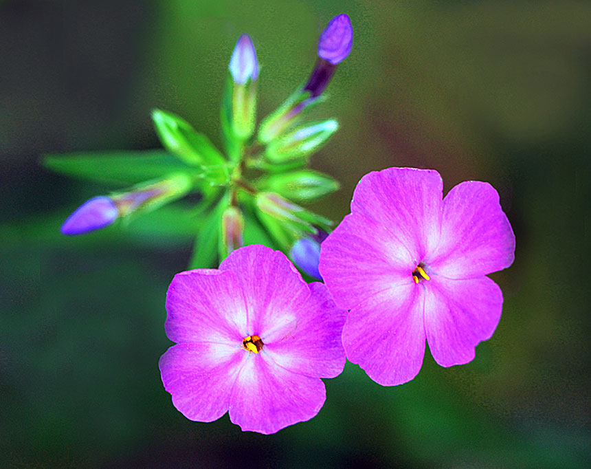 Yaeger, Peggy- hairy phlox- flora & fauna