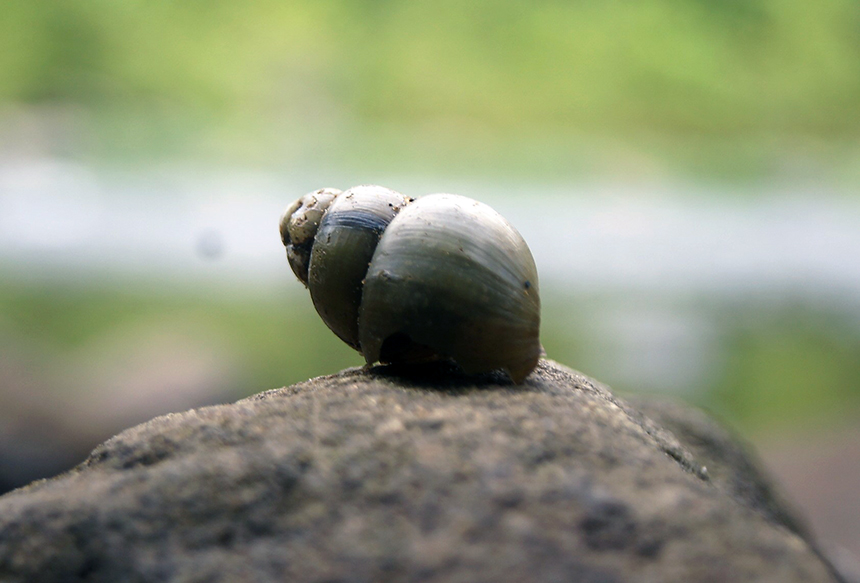 People’s Choice category -- River Shell