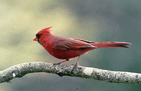 Cardinal