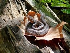 Juvenile copperhead on a leaf