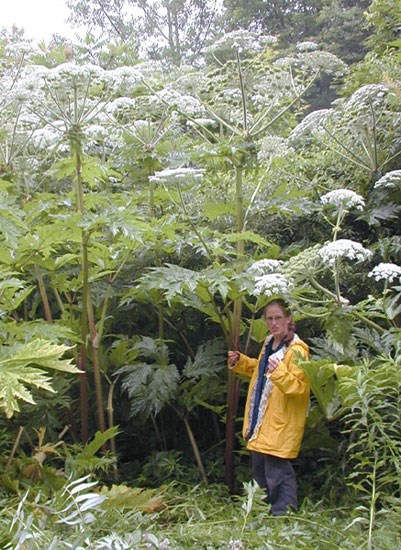 Person stands next to a 14 ft tall hogweed plant.