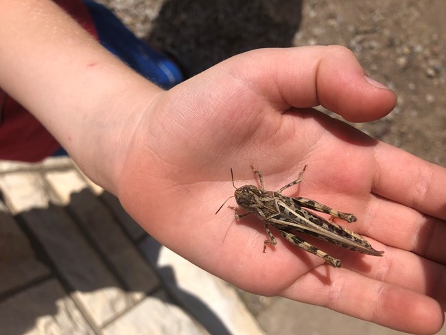 A grasshopper in a hand