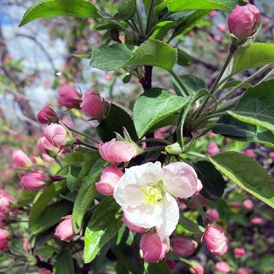 Spring apple blooms. Spring apple blooms with new green leaves.
