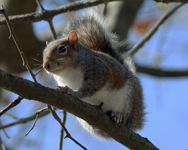 A gray squirrel perched in a tree.