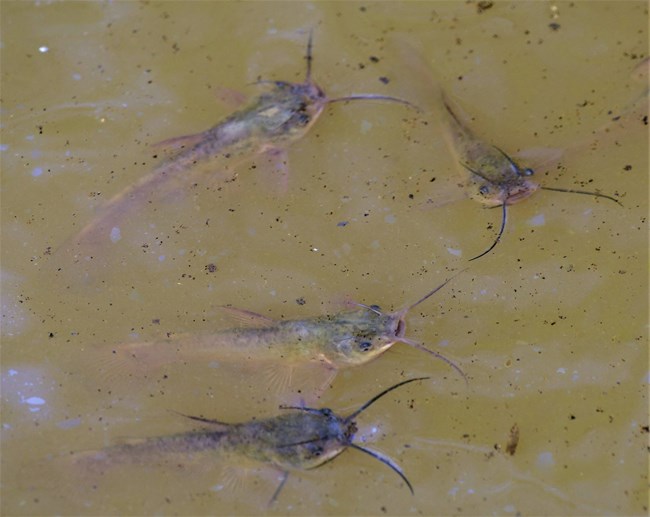 Catfish swimming in water.
