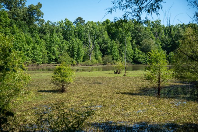 A view of a pond surrounded by trees.