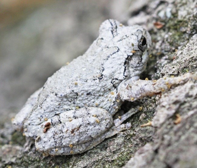 A Cope's Gray Treefrog camouflages on the rocky soil.