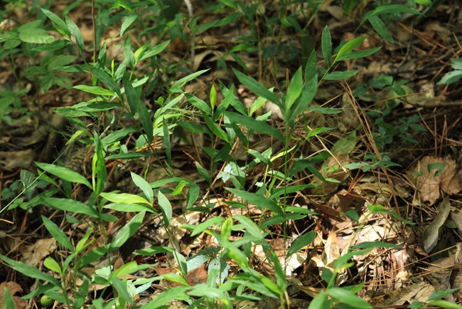 A close-up of stiltgrass leaves