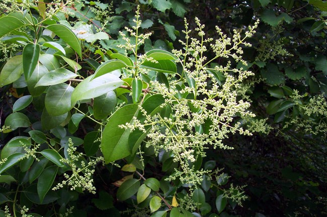 A close-up view of Chinese Privet leaves and buds.