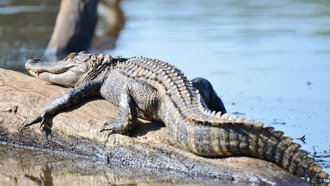 An alligator sunning on a log.