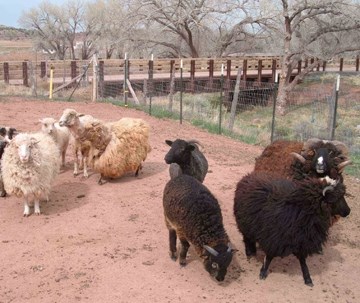 Churra Sheep Hubble Trading Post Navajo Churro sheep in the corral at the Hubbell Trading Post National Historic Site (Source: Hubbell Trading Post National Historic Site)