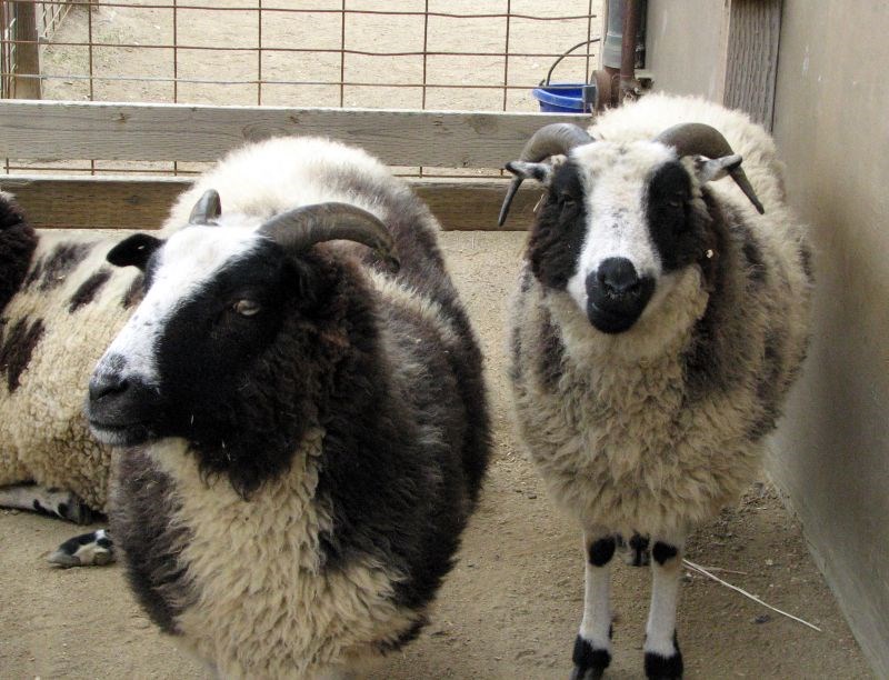 Navajo_Churro_Sheep_Wikimedia_Commons Two black and white Navajo Churro Sheep