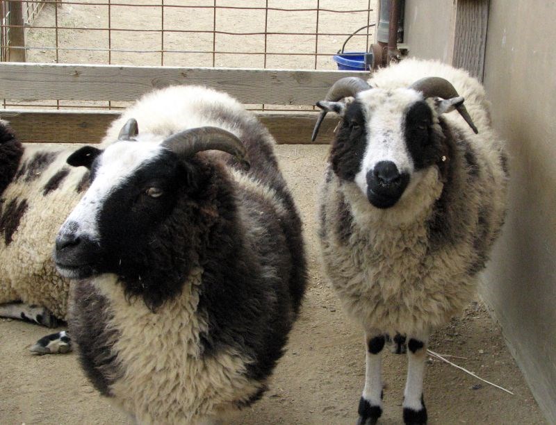 Two black and white Navajo Churro Sheep