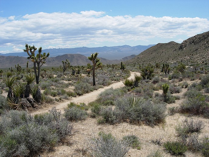 trail through a desert landscape with shrubs, yuccas, Joshua trees; hills, blue skies, white clouds in the background trail through a desert landscape with shrubs, yuccas, Joshua trees; hills, blue skies, white clouds in the background