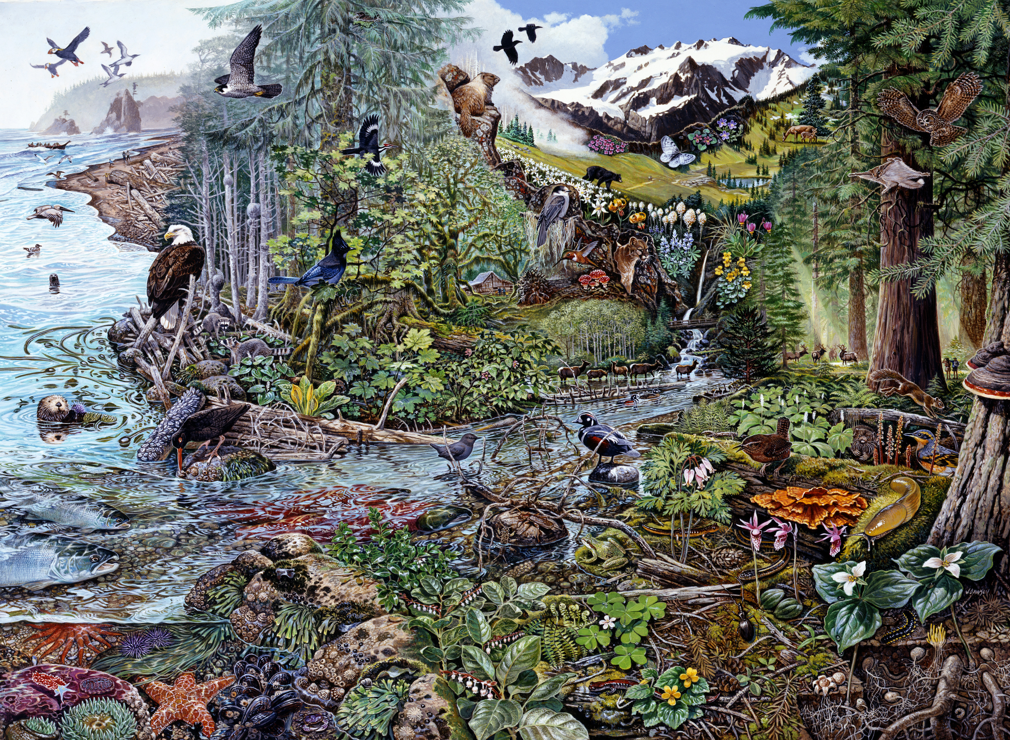 A detailed artist depiction of different habitats and wildlife in Olympic National Park, from the ocean, forest, and mountains.