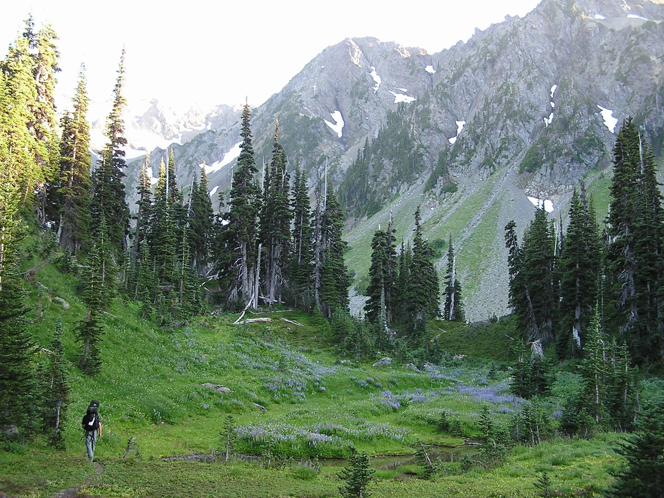 Backpacker in a Mountain Meadow