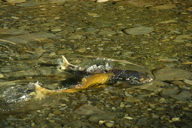 A salmon swims in a shallow river, its dorsal fin and tail piercing the water's surface.
