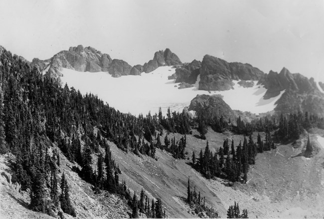 A black and white photograph of a mountain glacier. A rocky ridge protrudes above the ice, and lines of evergreen trees cross the hillside in the foreground.