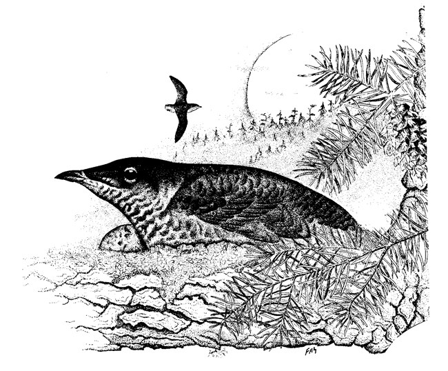 A drawing of a bird in a nest with an egg, with another bird flying in the distance.