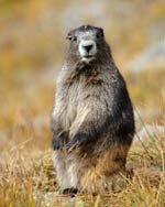 Olympic marmot standing up on its hind legs in a meadow