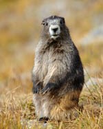 Olympic marmot