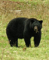 Black bear Black bear