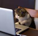 Cat on Computer Cat on Computer