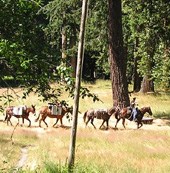 Stock in the wilderness