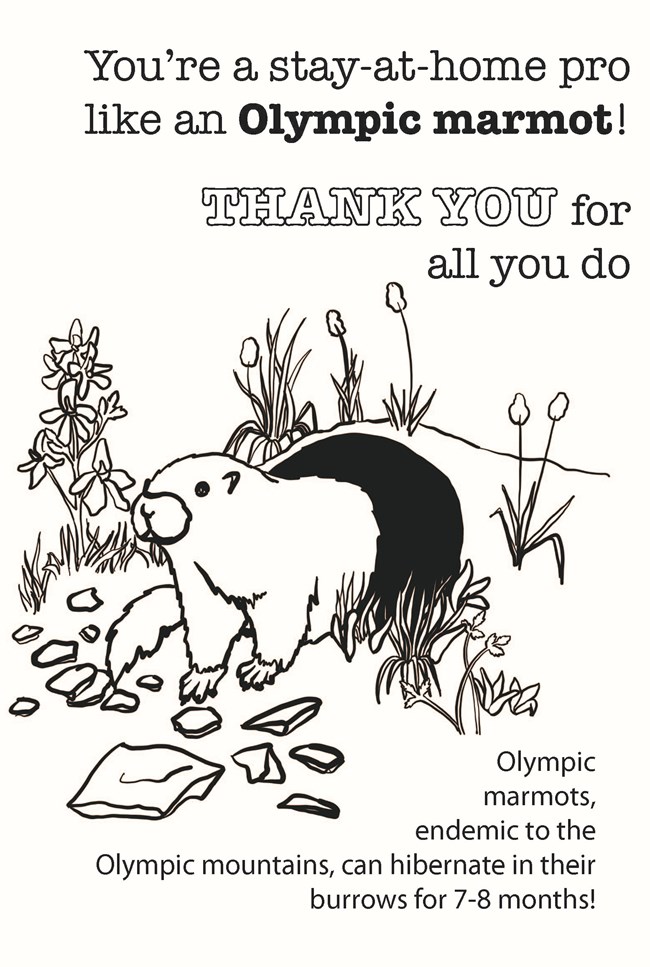 marmot coloring page thank you card