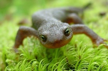 A rough-skinned Newt stands in bright green moss.