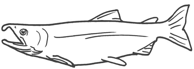 A drawing of a coho salmon - meant to be turned into a wearable hat.