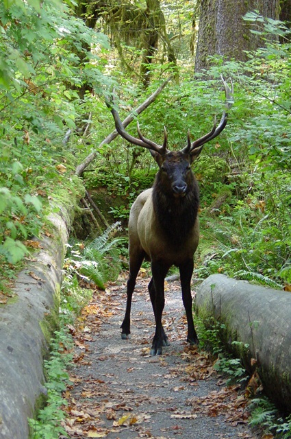 A bull elk on a trail in the Hoh Valley A bull elk on a trail in the Hoh Valley