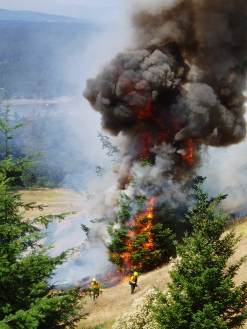 Tree torching on San Juan Island