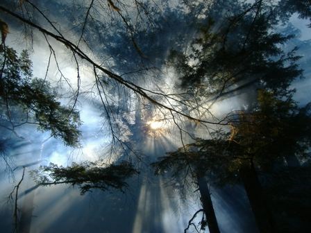Looking up from the forest floor vertically at the forest canopy above. A smoky haze sits in the air and obscures the rays of sun shining through.