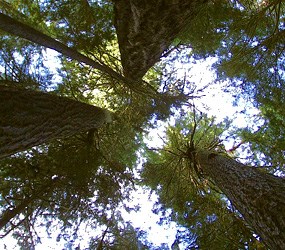 looking striaght up with three furrowed old growth tree trunks converging high above