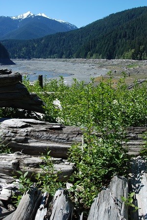 Alder trees regrow in the exposed, drained reservoir bed that used to be the bottom of Lake Mills. Now, the Elwha River flows freely, undammed.