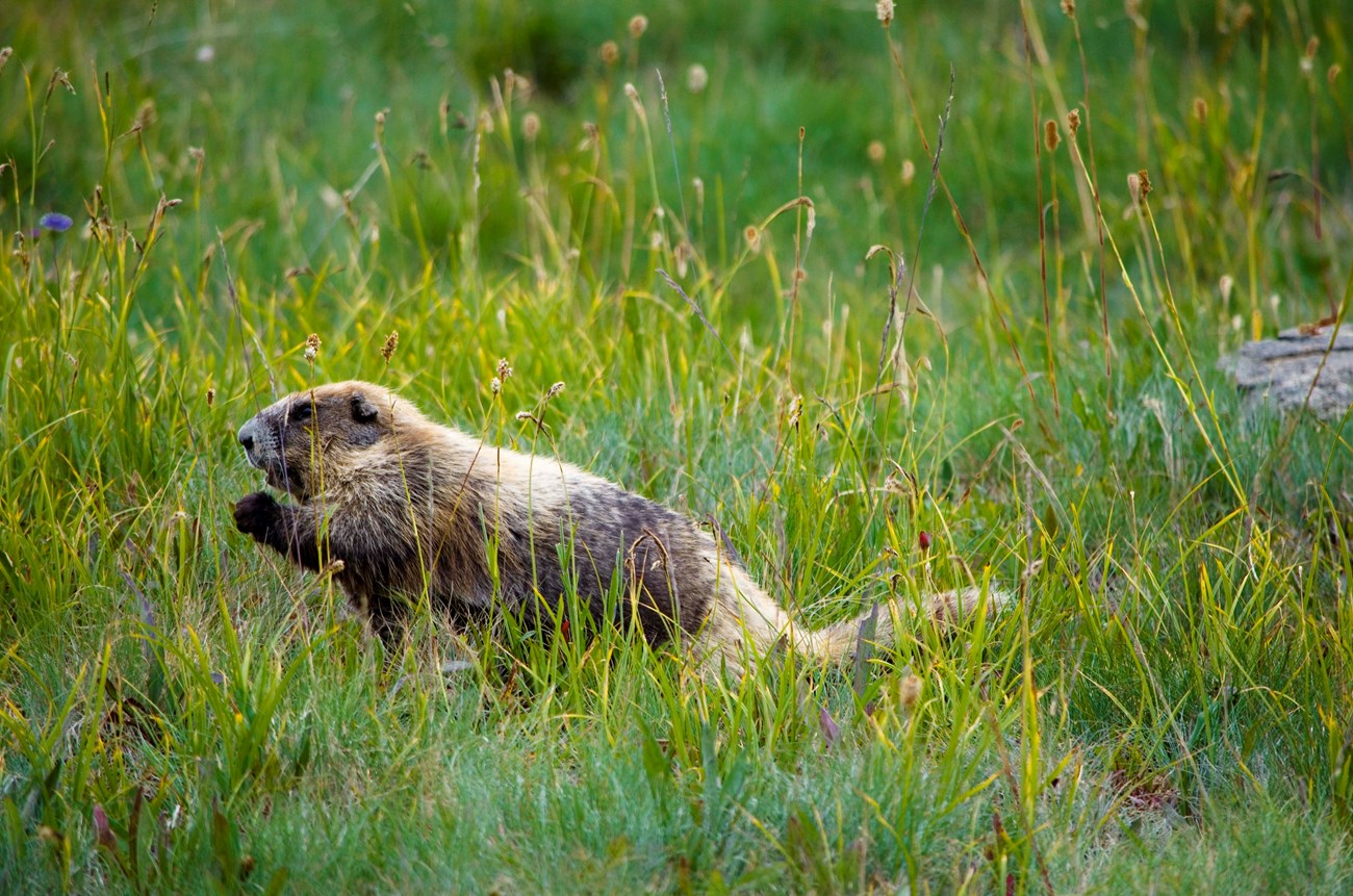 Olympic marmot in a lush grassy alpine meadow