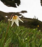 Star-like white and yellow avalanche lily in green meadow with snow patch beyond