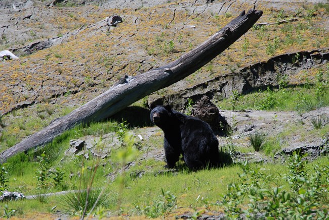 Black bear in former Lake Mills resevoir.
