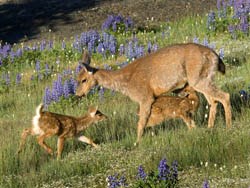 A blacktail deer and her two calves in a meadow near Hurricane Ridge A blacktail deer and her two calves in a meadow near Hurricane Ridge